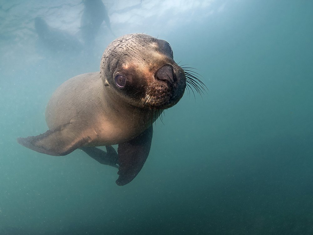 Lobo Marino. Patagonia Argentina