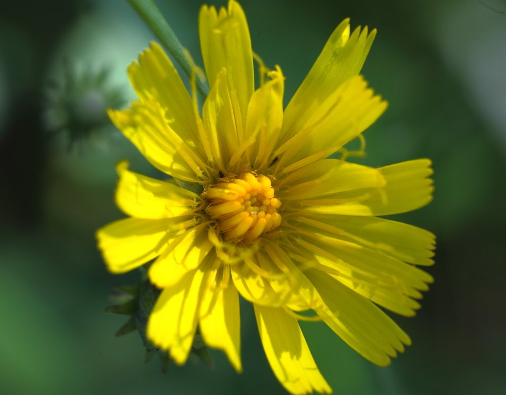 Моя Тень и Я..