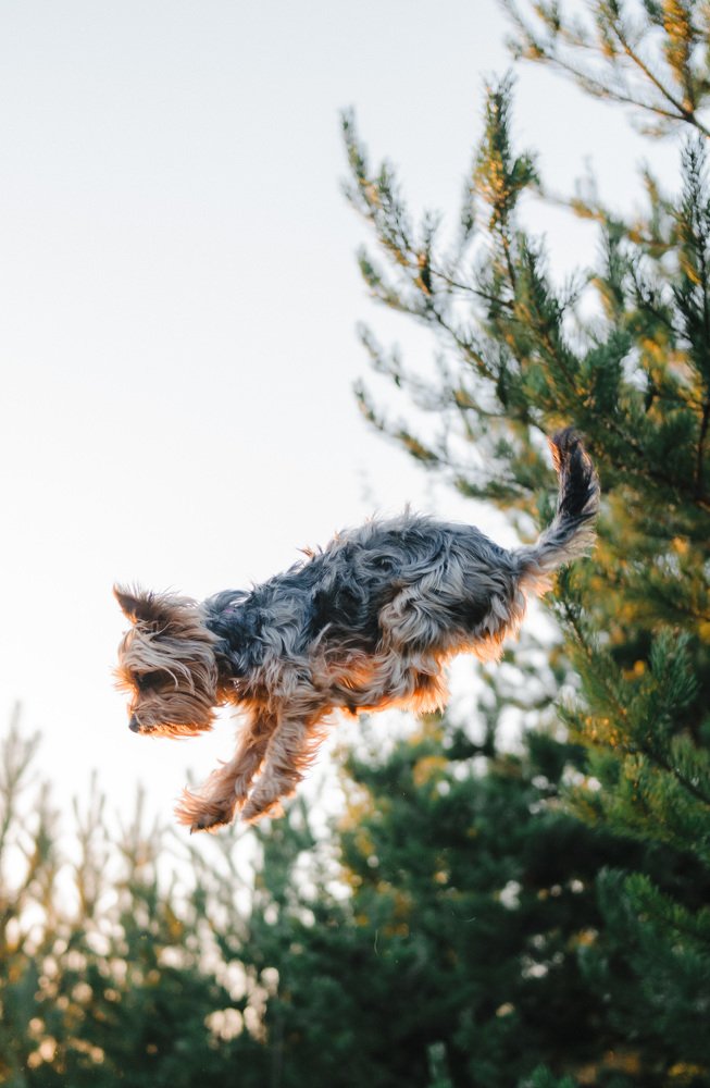 Фотография автора Паша Петров