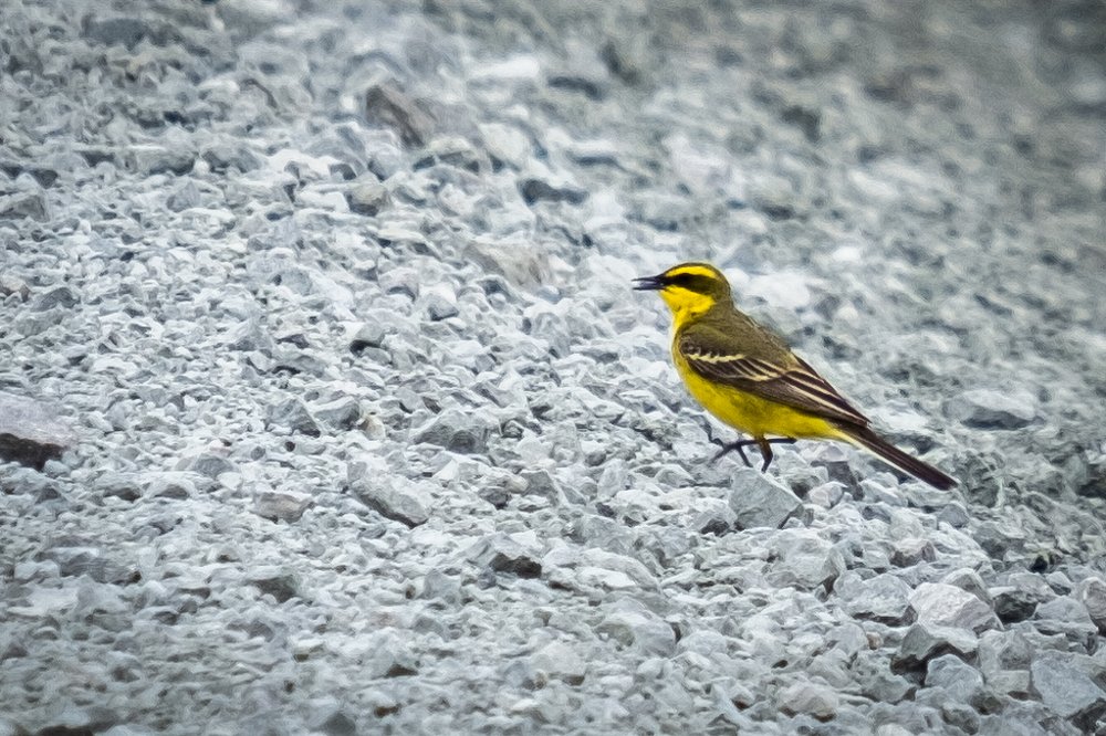 Фотография автора Денис Винарь