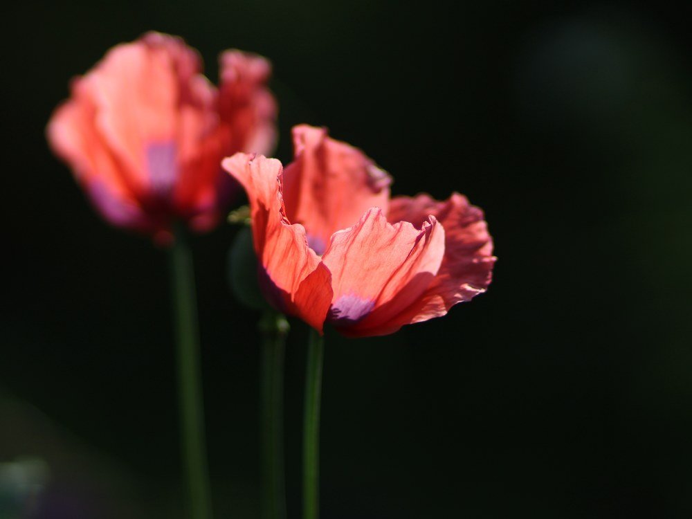 Photograph by Светлана Богомолова