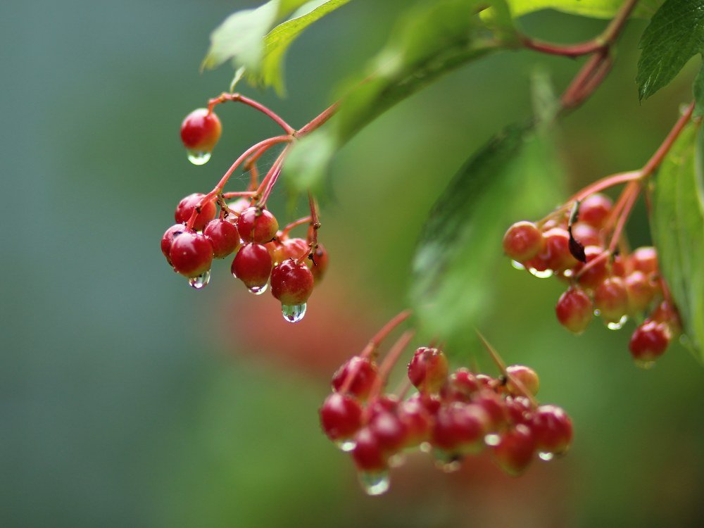 Photograph by Светлана Богомолова