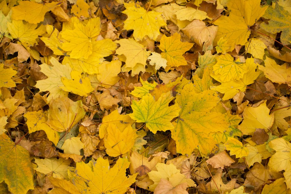 Photograph by Максим Буц