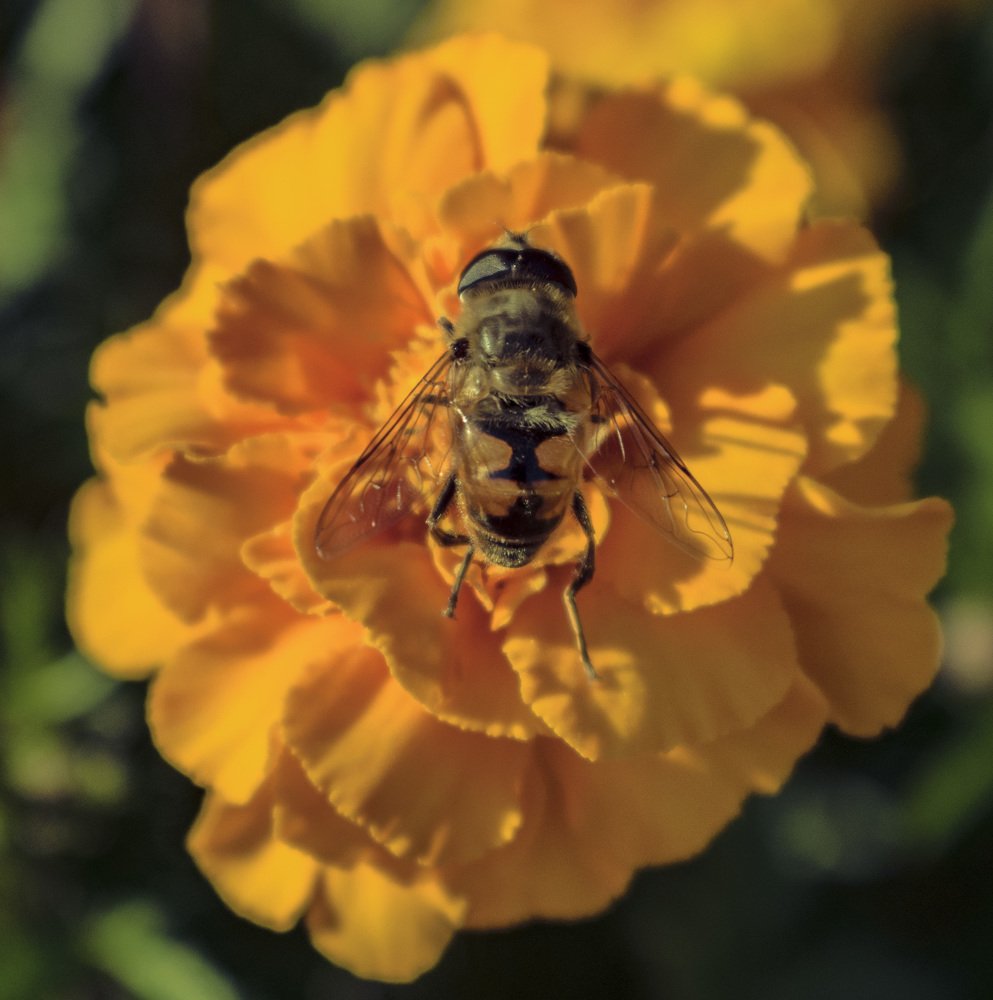 Пчела на цветке