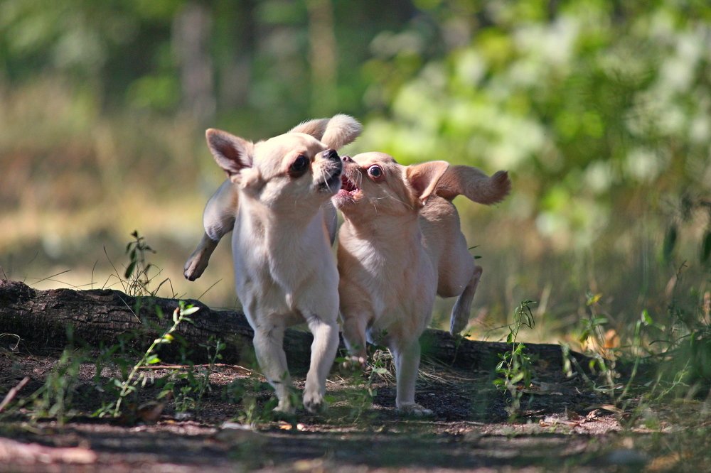 Photograph by Олег