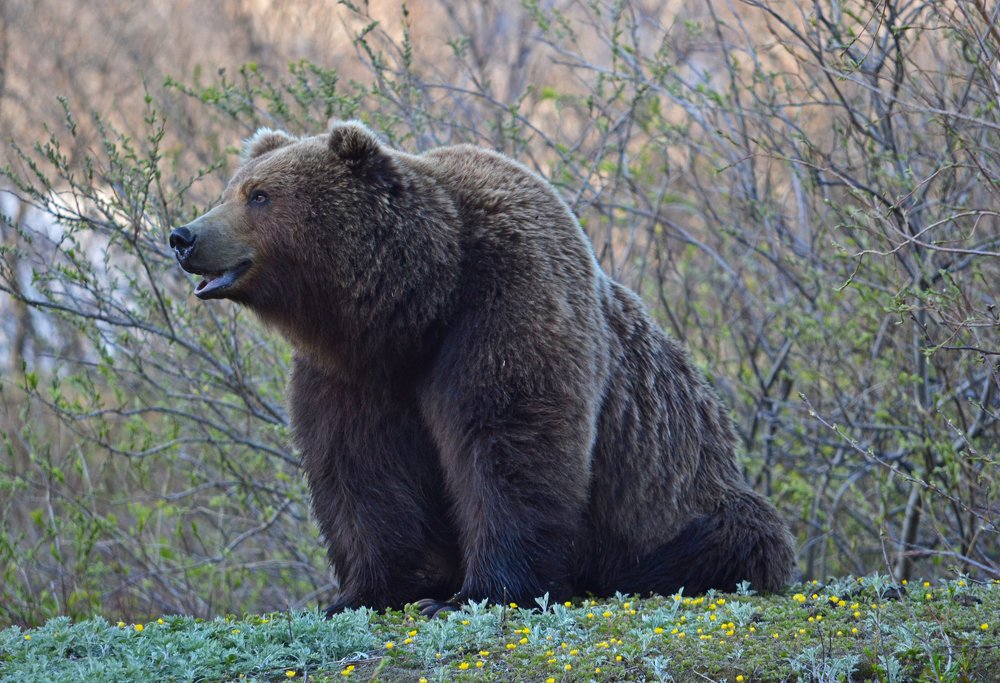 Хозяин земли Камчатской