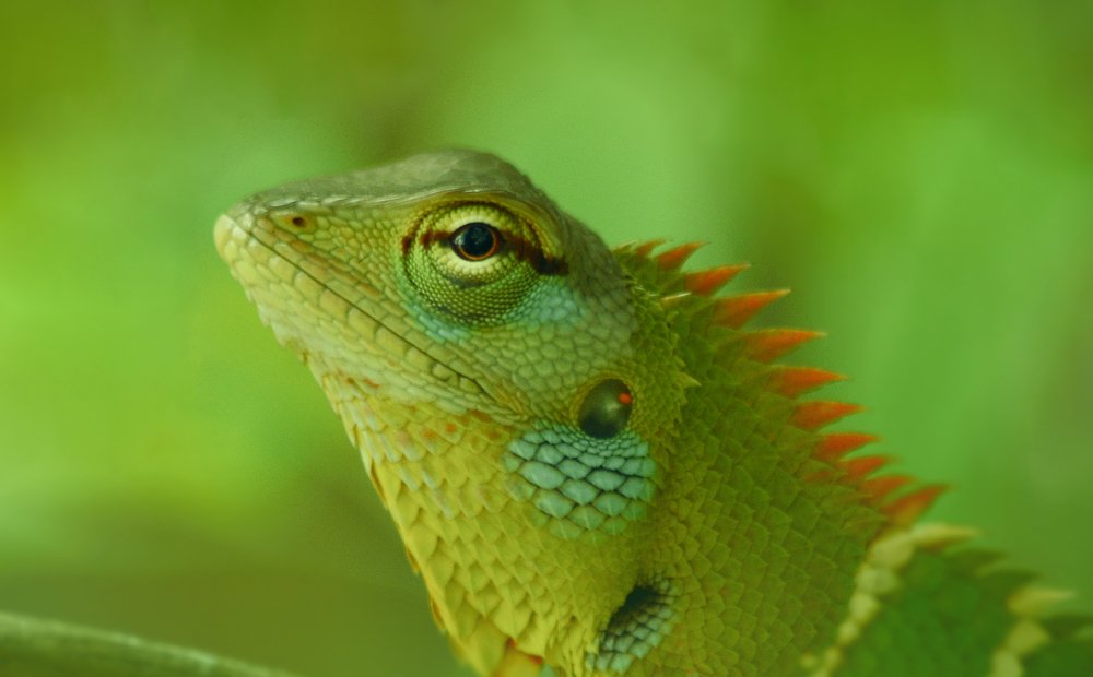 Calotes calotes (common green forest lizard)