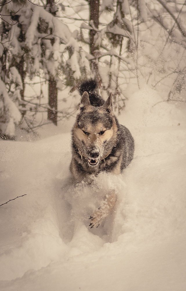 Сквозь снег