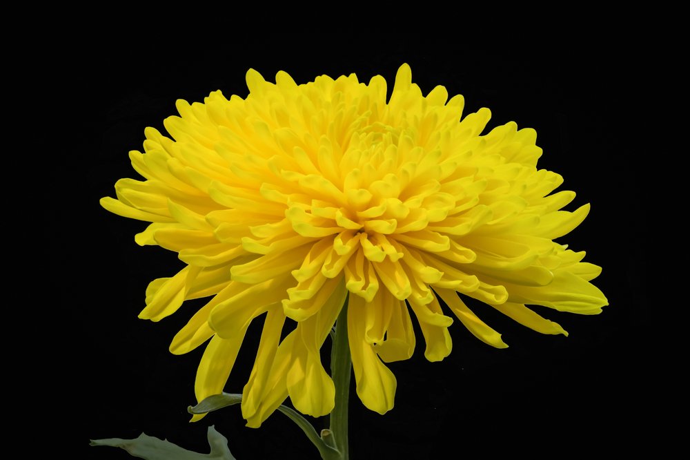 Фотография автора NeCoTi ChonTin