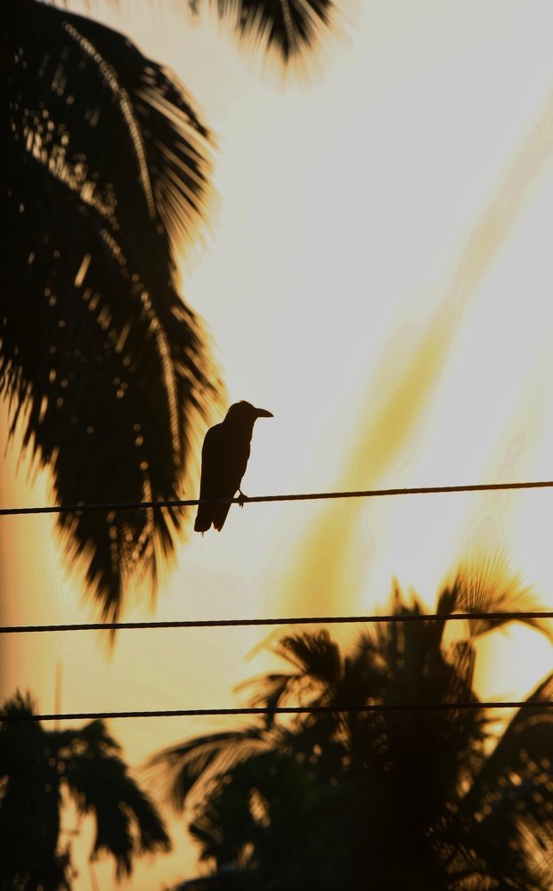 Photograph by kiran chandran