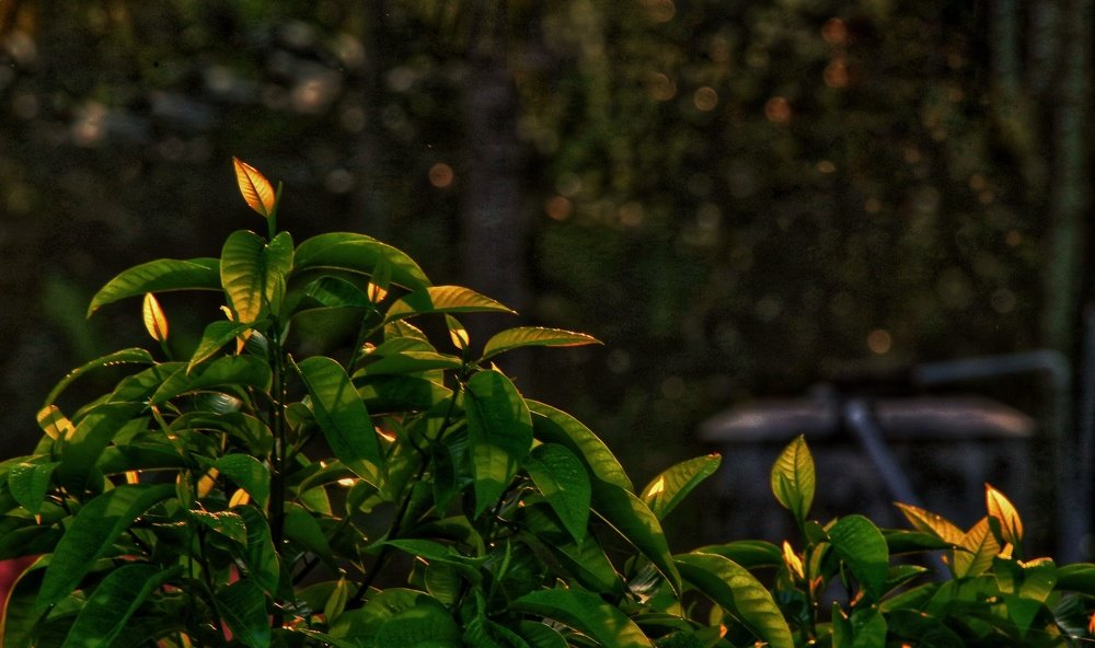 Photograph by kiran chandran