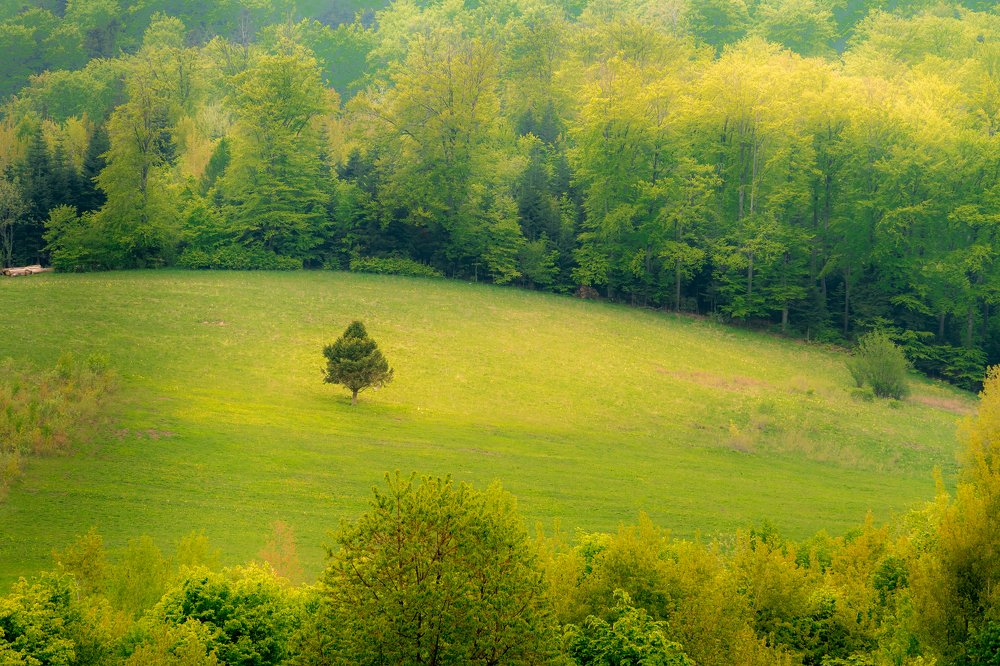 Фотография автора Cornelia Ghergut