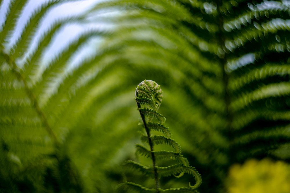 Когда цветет папоротник.