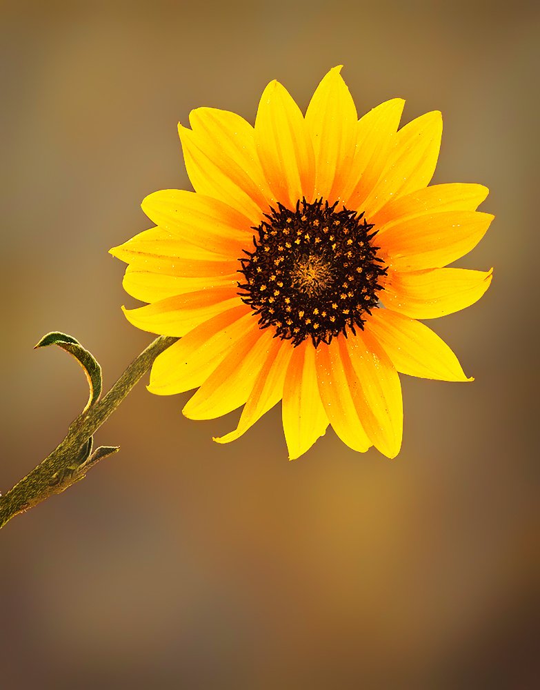 Photograph by Mario Fiorucci