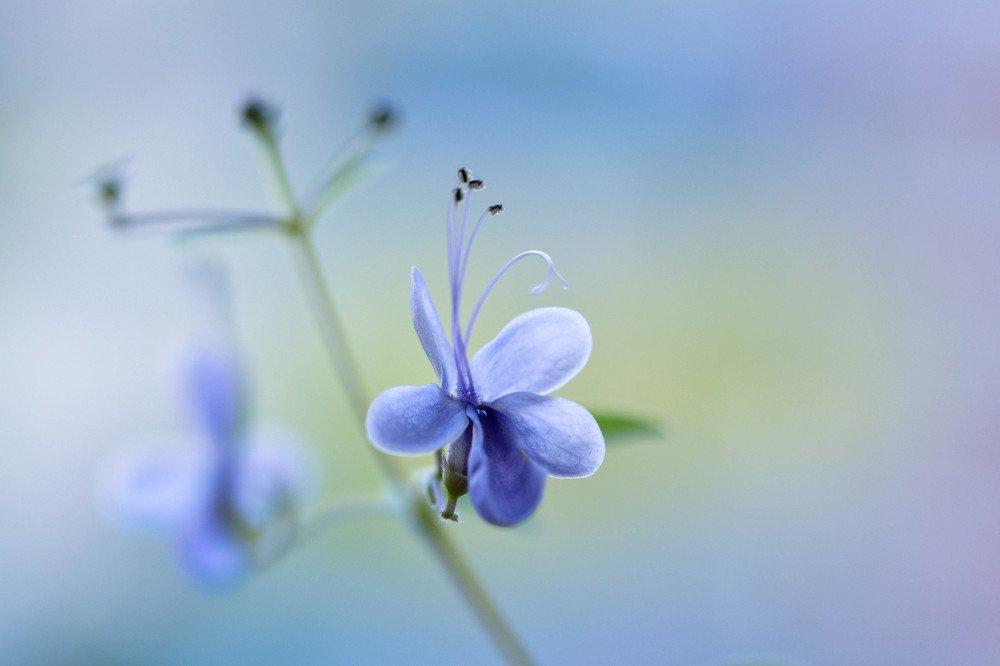 Photograph by Елена Боржковская