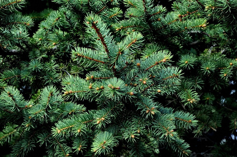 Photograph by НИНА АВЕРЬЯНОВА