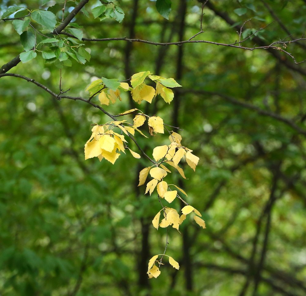 Начало осени
