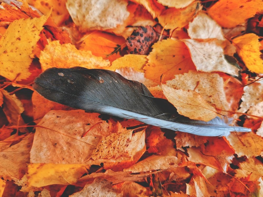 Photograph by Светлана Гончарова