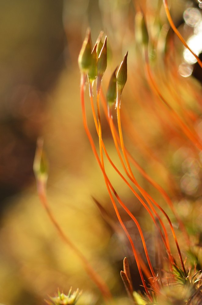 Photograph by Николай Кувшинов