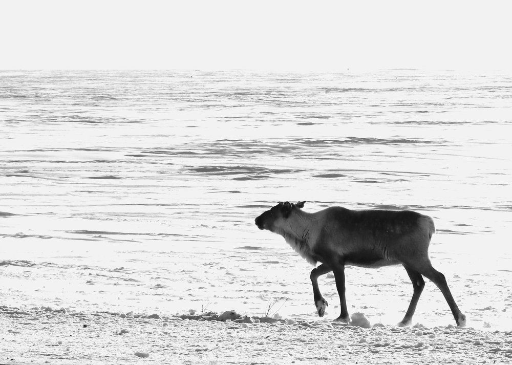 Бескрайняя полярная пустыня