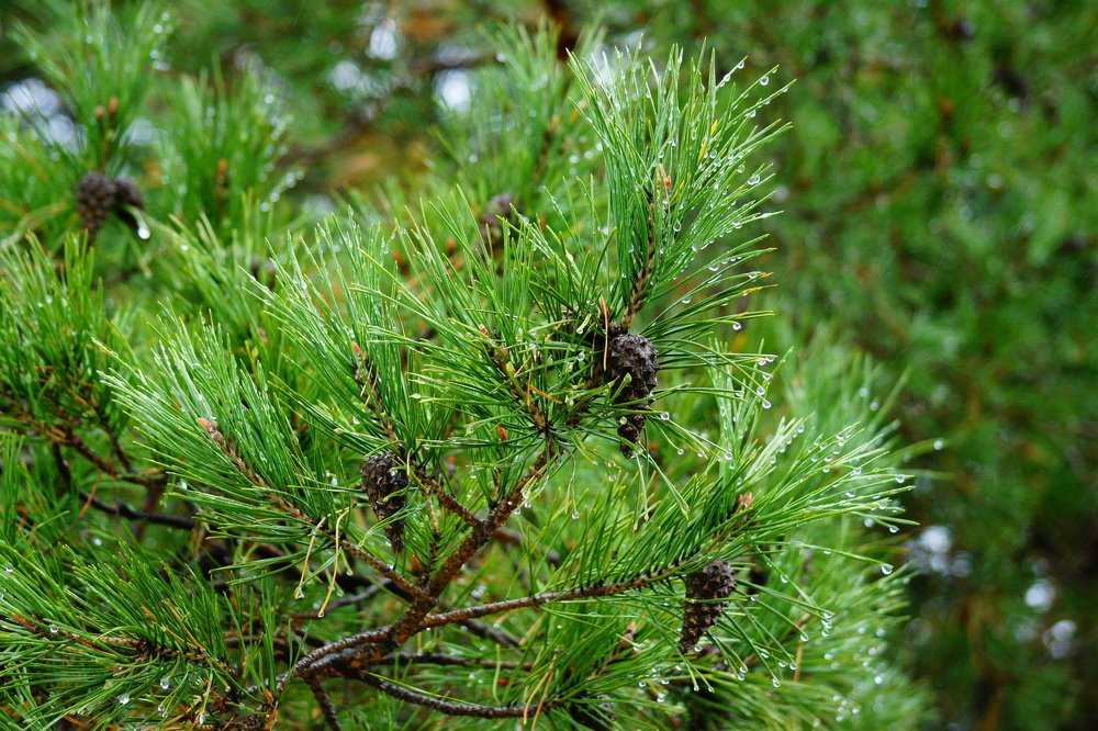 Photograph by Алексей Приешкин