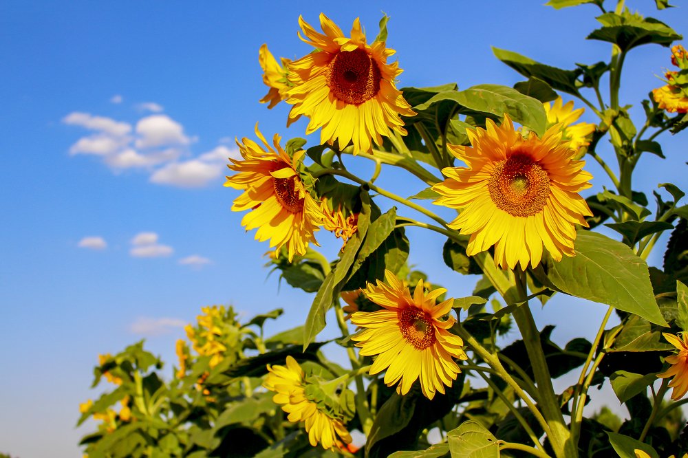 Photograph by Mehdi Naghibi