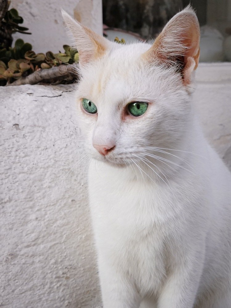 Photograph by Яэль (Юлия Ситохова)