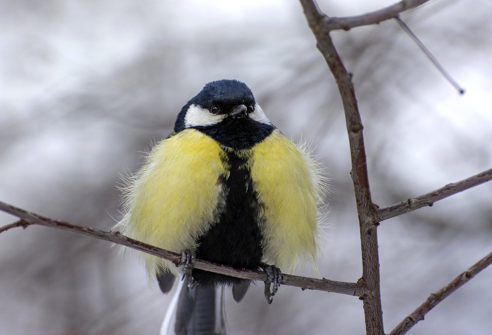 Распушился.