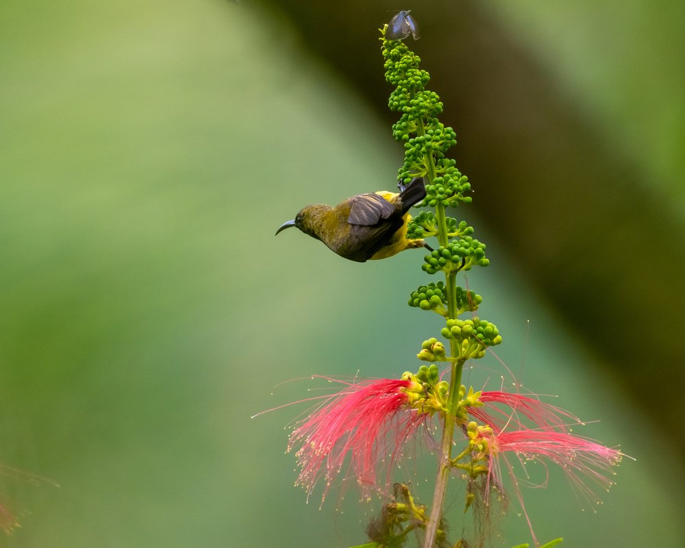 Photograph by Photons Reflectitur