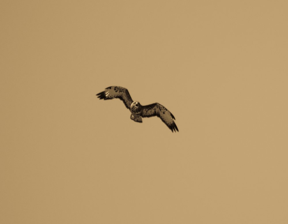 Крик Ястреба