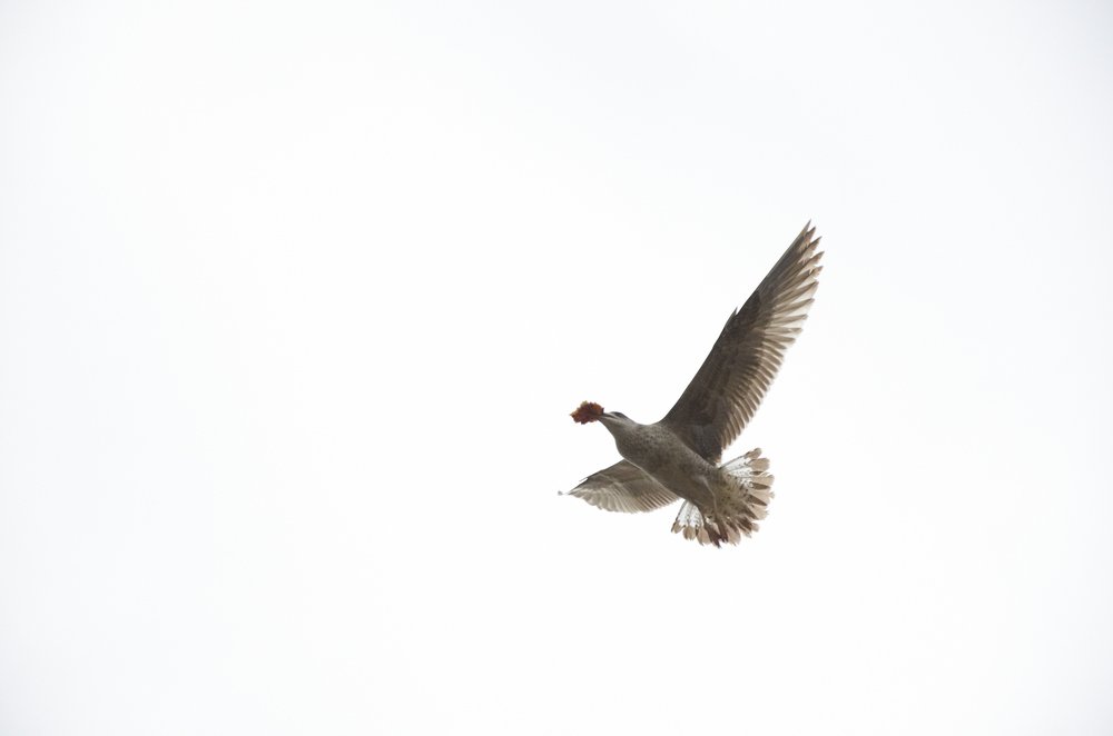 Photograph by Аля Кнастер