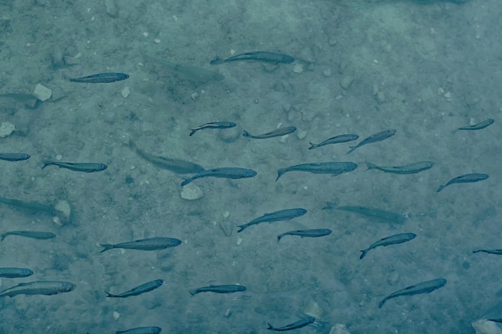 Photograph by Елена Венкова