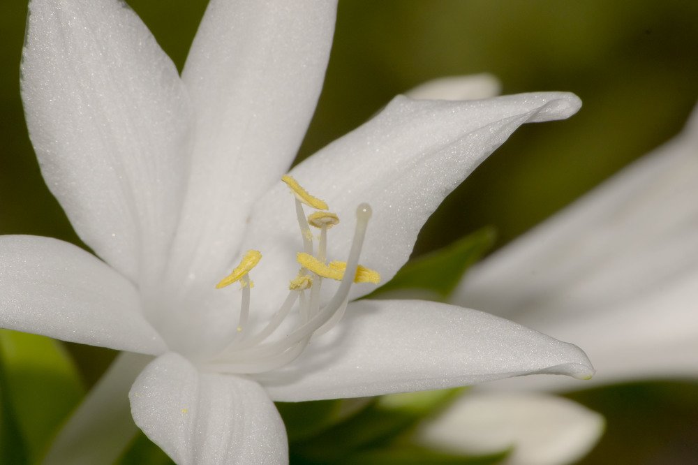 Photograph by Олесь