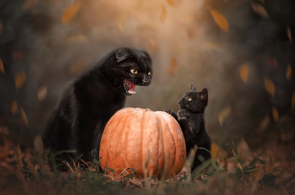 Серьезный разговор