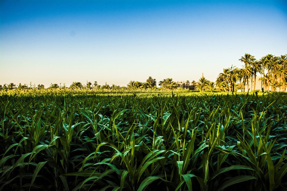 Photograph by islam elsayed eldaramlly