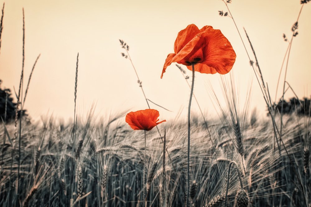 Photograph by Jerry de Stexhe