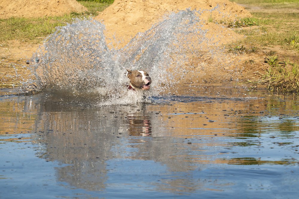 На водных крыльях