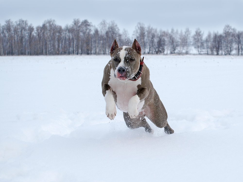 Галопом по сугробам