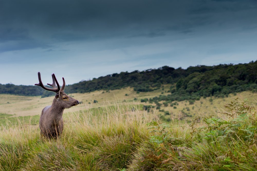 Beauty of the goona (Sri Lankan sambar deer)