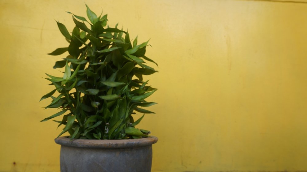 The Yellow and Green