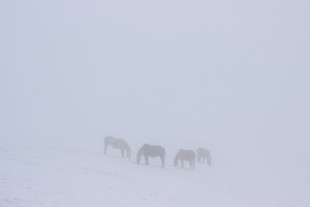 Photograph by Ирина Гайворонская