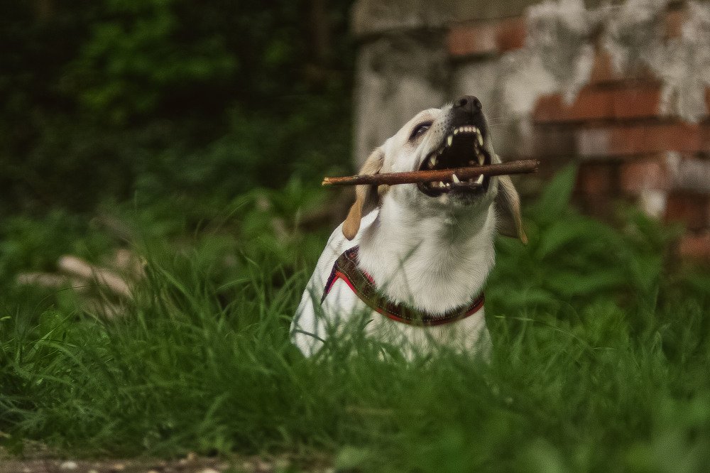 Фотография автора Ivelina Petkova