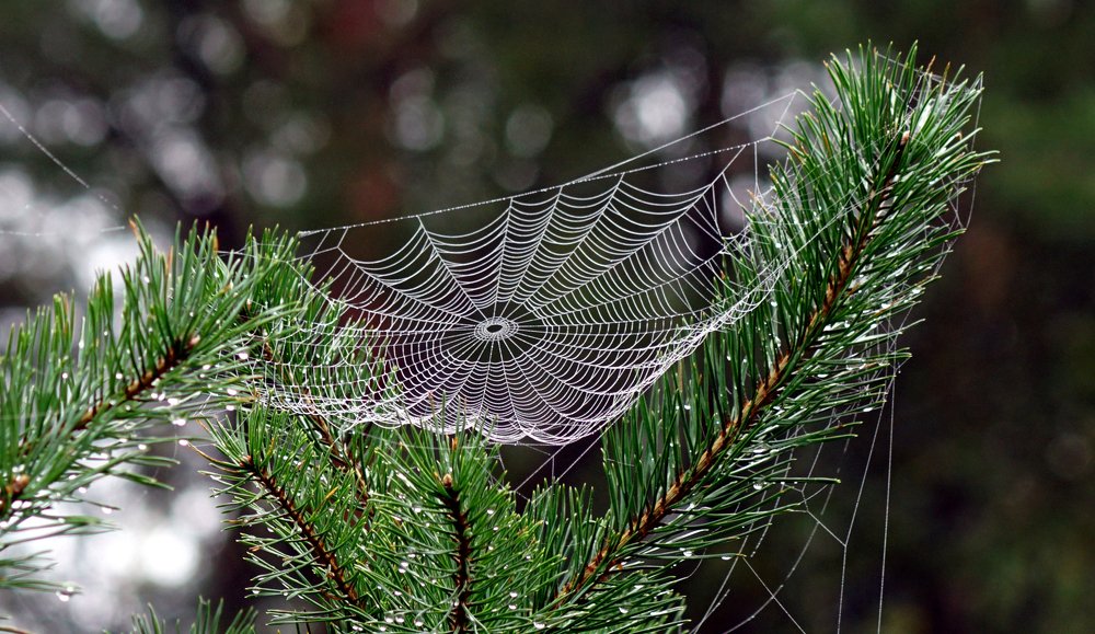 Photograph by Кучерина Галина