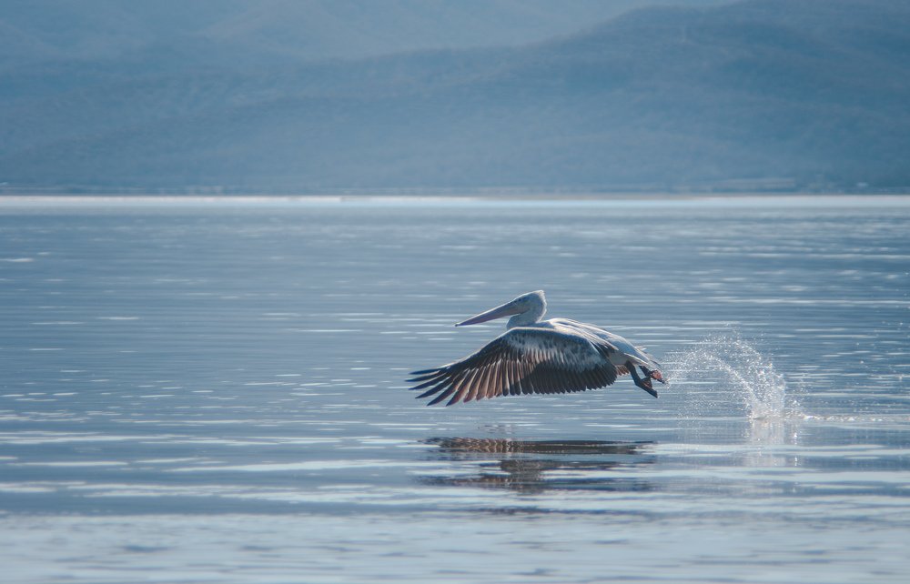 Фотография автора Ivelina Petkova