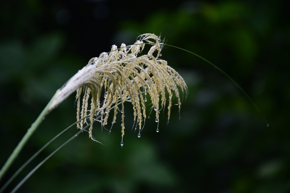 Фотография автора HEMANT SWAIN