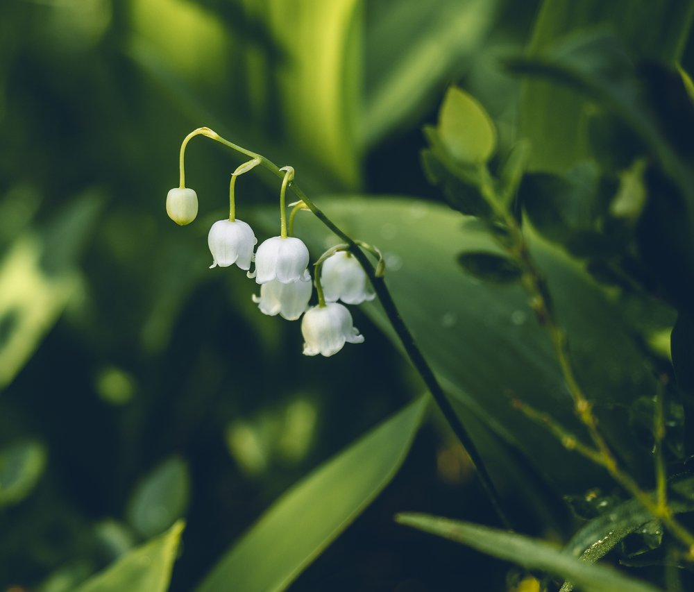Фотография автора Валентин Ефимов