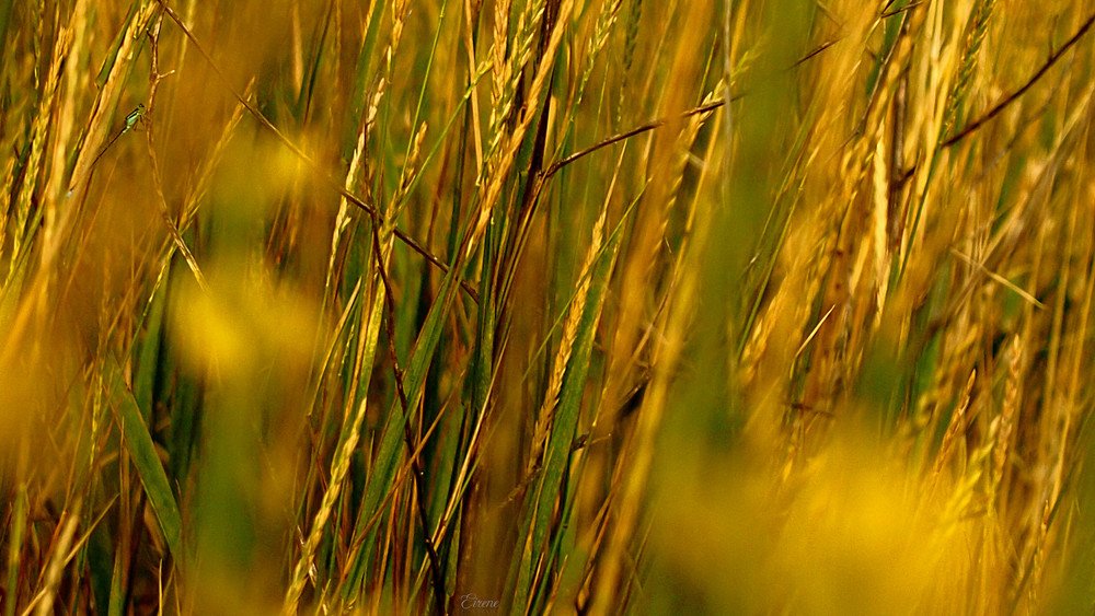 Photograph by Irina Magdalena Bivolaru