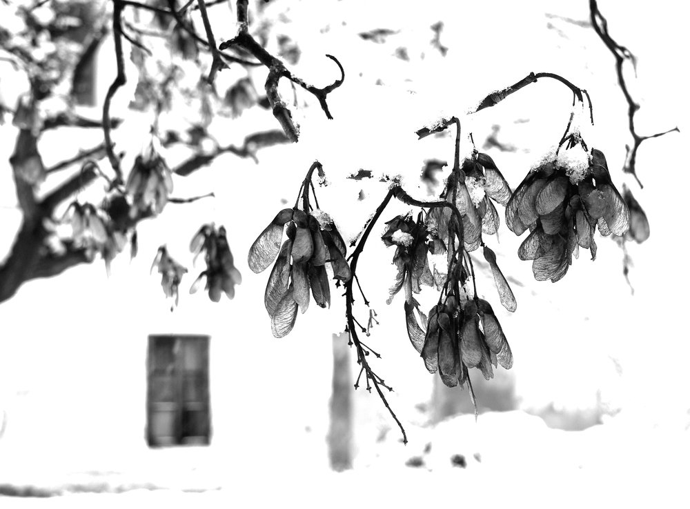 Photograph by Irina Magdalena Bivolaru