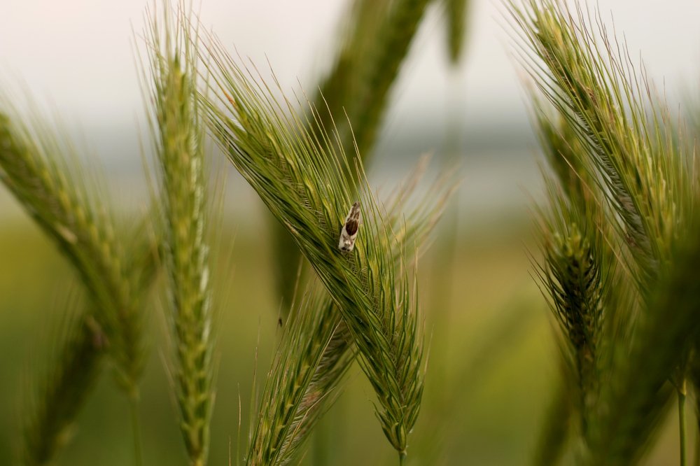 Photograph by Irina Magdalena Bivolaru