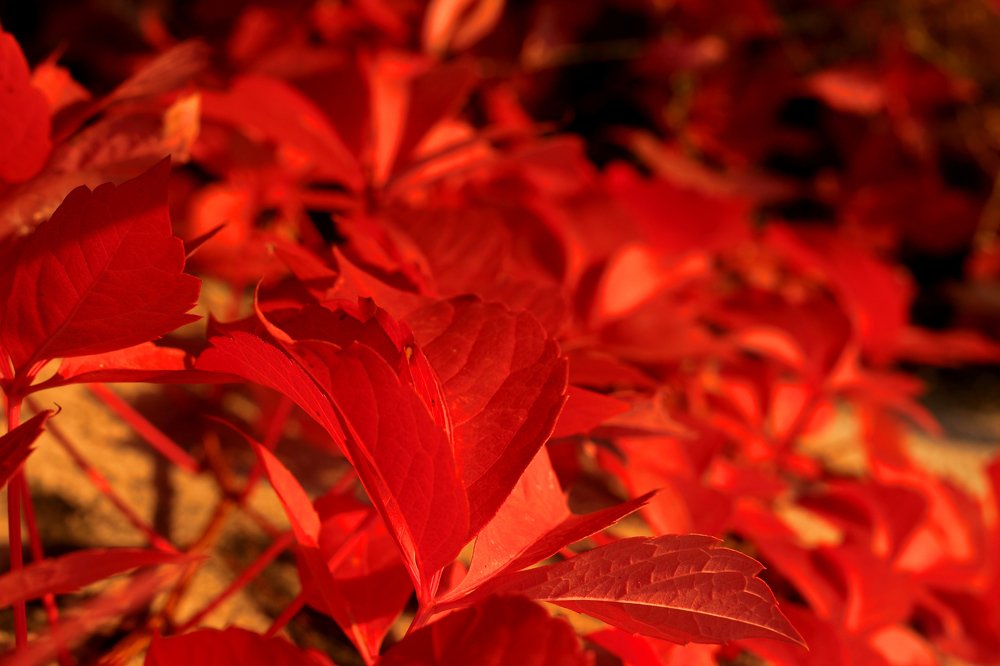 Photograph by Irina Magdalena Bivolaru